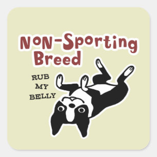 Adesivo Quadrado Cachorro Terrier de Boston Fofo - Raça Não Esporti