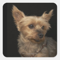 Cachorro Yorkie de cabelo curto olhando para a dir