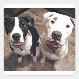 Adesivo Quadrado cachorros pitbull adoráveis