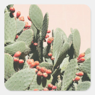 Adesivo Quadrado Cacto da pera de Prickley