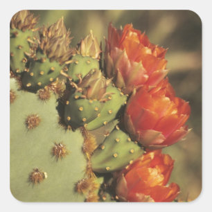 Adesivo Quadrado Cacto de pera espinhosa em flor, Arizona-Sonora 2