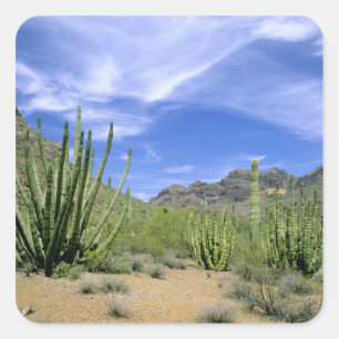 Adesivo Quadrado Cacto do deserto no Monumento Nacional Organ Pipe,
