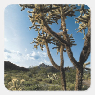 Adesivo Quadrado Cacto no parque nacional de Saguaro, arizona