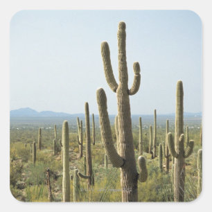 Adesivo Quadrado Cacto no parque nacional de Saguaro, arizona 2