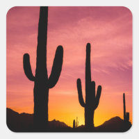 Cacto Saguaro ao nascer do sol, Arizona