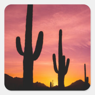 Adesivo Quadrado Cacto Saguaro ao nascer do sol, Arizona