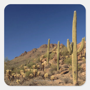 Adesivo Quadrado Cactos do Saguaro e montanhas de Tucson, Tucson