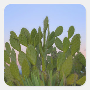 Adesivo Quadrado Cactos e sisal na Floresta Seca