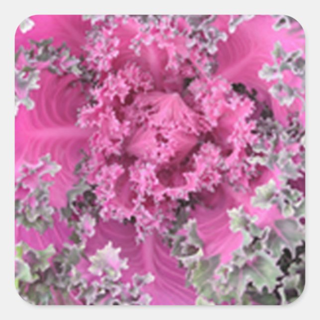 Adesivo Quadrado Cactus (Frente)