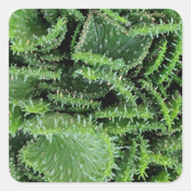 Adesivo Quadrado Cactus (Frente)