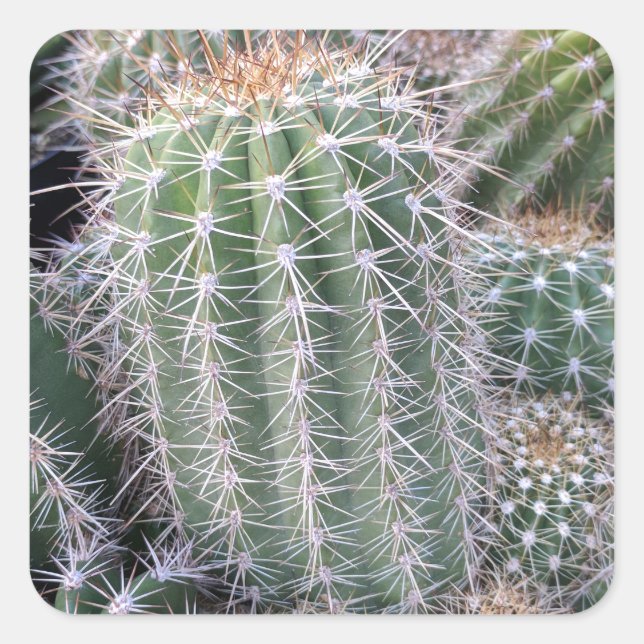 Adesivo Quadrado Cactus (Frente)