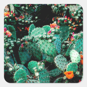 Adesivo Quadrado Cactus Square Sticker