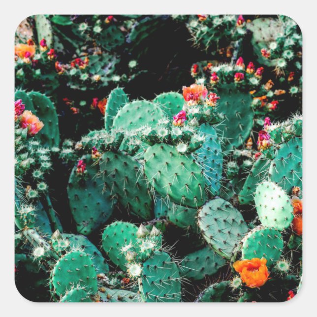 Adesivo Quadrado Cactus Square Sticker (Frente)