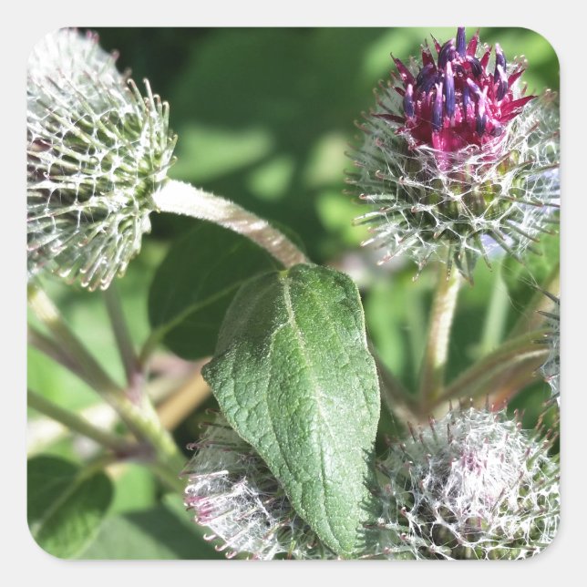 Adesivo Quadrado cadarço por cima do caroço (Frente)