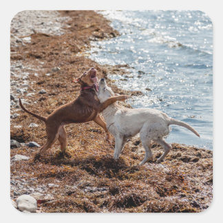 Adesivo Quadrado Cães na praia