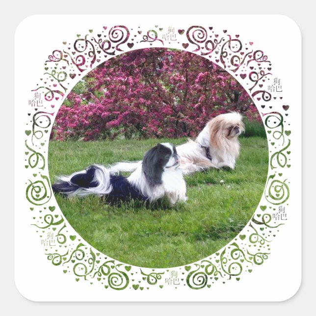 Adesivo Quadrado Cães pequinês de várias cores (Frente)