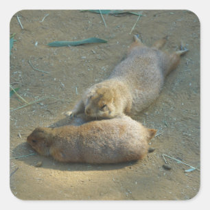Adesivo Quadrado Cães Prairie de cauda preta #1