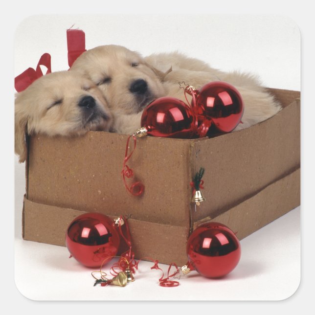 Adesivo Quadrado Cãezinhos Labrador bonitos com baubles de Natal (Frente)