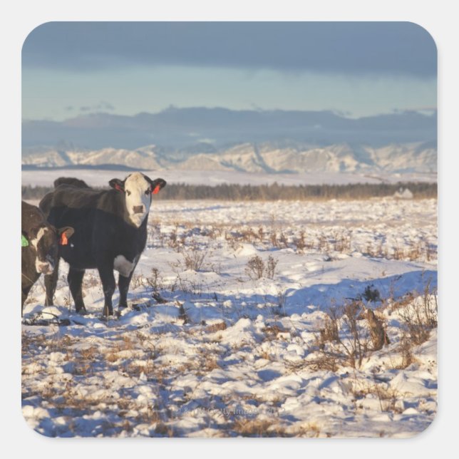 Adesivo Quadrado calgário, alberta, canadá (Frente)