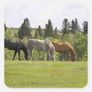 Adesivo Quadrado Calgary, Alberta, Canadá