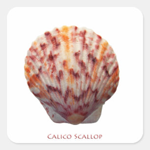 Adesivo Quadrado Calico Scallop Shell