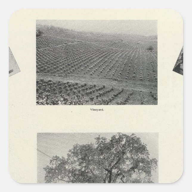 Adesivo Quadrado Califórnia 4 (Frente)