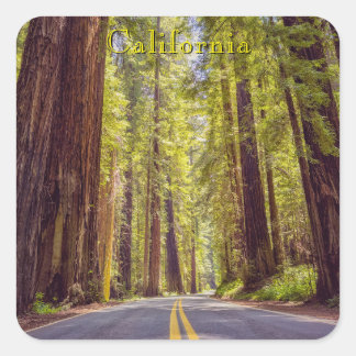Adesivo Quadrado California Avenue of the Giants 