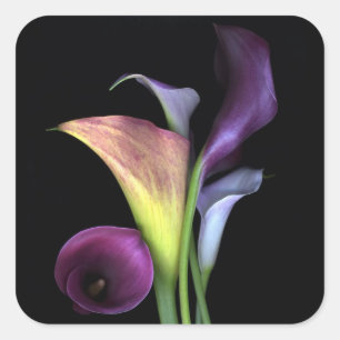 Adesivo Quadrado Calla Lily Stickers