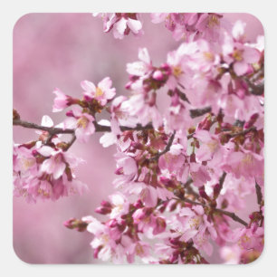 Adesivo Quadrado Camélias Sakura Camadas Rosa Pastel