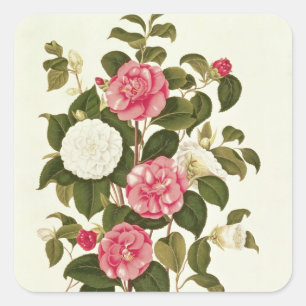 Adesivo Quadrado Camellia do livro A Monograph on the Genus