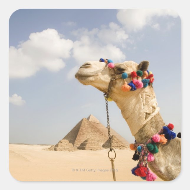 Adesivo Quadrado Camelo com pirâmides Giza, Egipto (Frente)