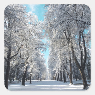 Adesivo Quadrado Caminhada de inverno no parque