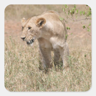 Adesivo Quadrado caminhada de leão