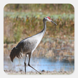 Adesivo Quadrado Caminhando Alto - Grou-de-sandhill