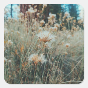 Adesivo Quadrado Caminhando no Urso Grande