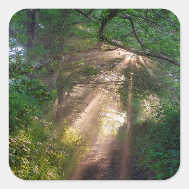 Adesivo Quadrado Caminho da Floresta (Frente)