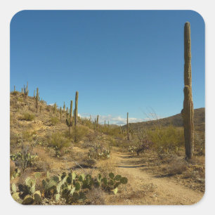 Adesivo Quadrado Caminho de Carillo do Saguaro no Parque Nacional d