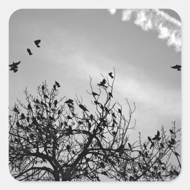 Adesivo Quadrado Caminho de Voo (Frente)