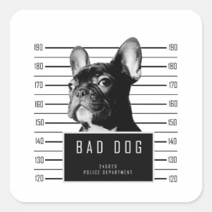 Adesivo Quadrado Camisa do Mugshot do buldogue francês