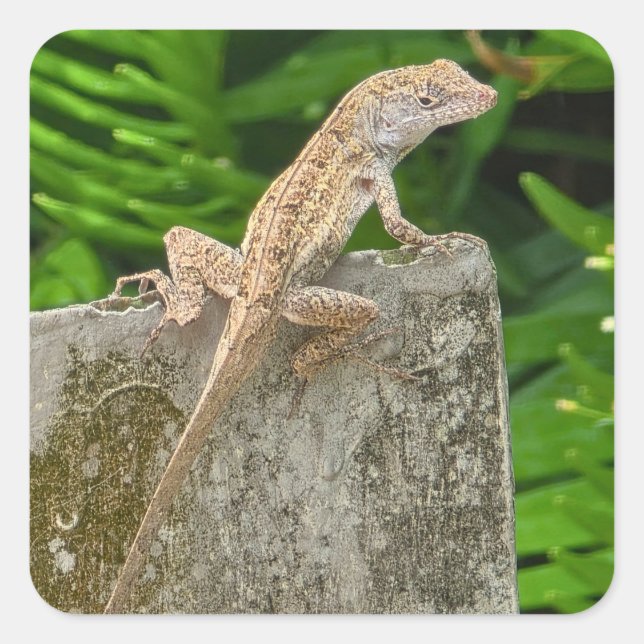 Adesivo Quadrado Camouflage Master (Frente)