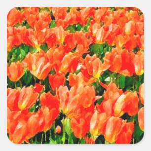 Adesivo Quadrado Campo alaranjado das tulipas