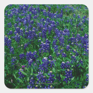 Adesivo Quadrado Campo de Bluebonnets de Texas