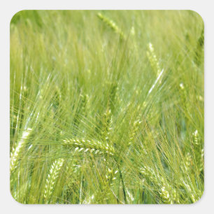 Adesivo Quadrado Campo jovem de trigo verde sem texto