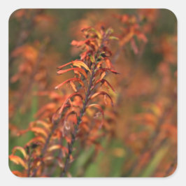 Adesivo Quadrado Campos de Laranja Agave