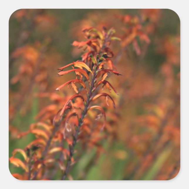 Adesivo Quadrado Campos de Laranja Agave (Frente)
