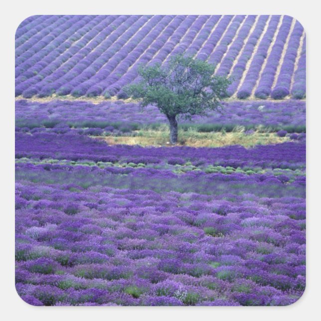 Adesivo Quadrado Campos de lavanda, Vence, Provença, França (Frente)