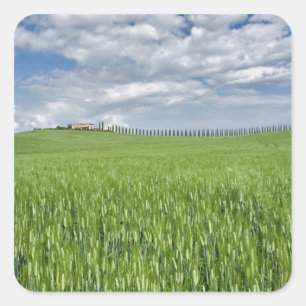 Adesivo Quadrado Campos de trigo e tração revestidos de uma cipre