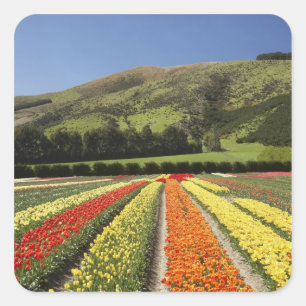 Adesivo Quadrado Campos de Tulipa, perto de Tapanui, West Otago, Su