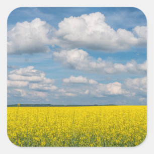 Adesivo Quadrado Campos e Nuvens de Canola