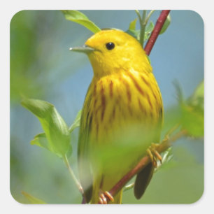 Adesivo Quadrado Canário amarelo